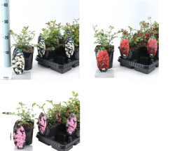 Okras.Kvet.-Ru�a 14cm Spelarosa po farb�ch