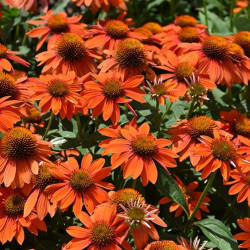 Okras.Kvet.-Echinacea Sunseek Orange 17cm mix
