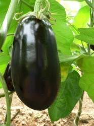 Planta Bakla��n Epic F1