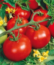 Planta raj�iak Torn�do F1 - kol�kov�