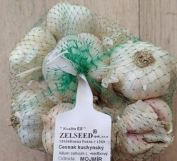 Cesnak 0,5kg Mojmr sadbov nov