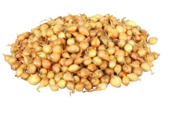 Cibula 0,5kg Stutgart. 8-16 Simon.