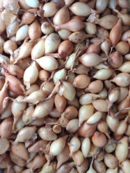 Cibula 0,5kg Vetana 8-21 Simon