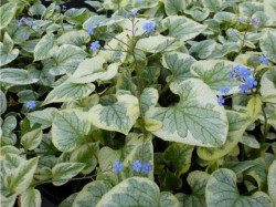 Okras.Kvet.-Brunera