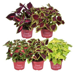Okras.Kvet.-Coleus 12cm