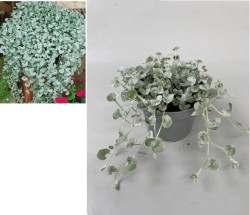 Okras.Kvet.-Dichondra