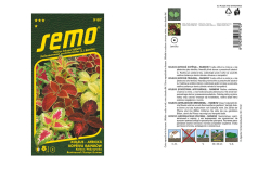 Koleus Rainbow Semo (Africk� p�h�ava)