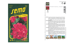 Pelarg�nia tmavo�erven� 11s.Semo