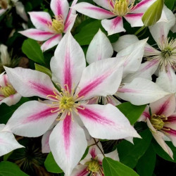 Okras.Kvet.-Clematis Andromeda