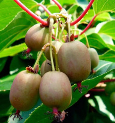 Okras.drev.-Ovocie Aktin�dia arguta  Issai 1,6L mini-samoope