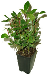 Okras.Kvet.-Vavr�n/laurus nobilis 3L