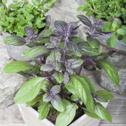 Planta Bazalka vytrval� MagicBlue  12cm