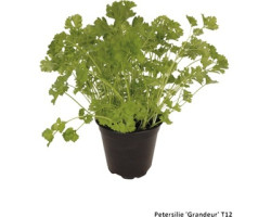 Planta petr�len v�a�ov� 12cm