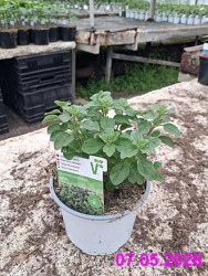 Planta Major�n Origanum majorana Venezia 12cm