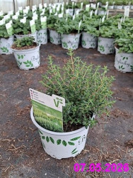 Planta D��ka tymianov� Fredo 12cm