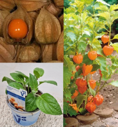 Planta Machovka Goldvital 12cm