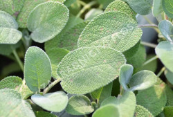 Okras.Kvet.-�alvia 12cm trvalka Culinaria