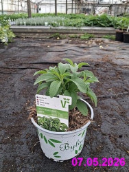 Okras.Kvet.-St�via trvalka 12cm