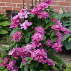 Okras.Kvet.-Clematis My Darling