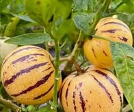 Okras.drev.-Ovocie Pepino/Solanum muricatum Copa