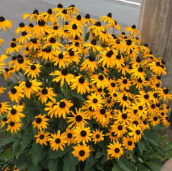 Okras.Kvet.-Rudbeckia Goldstrum 1,4L