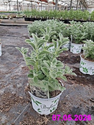 Okras.Kvet.-N�dchovn�k/Plectranthus- trvalka