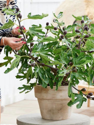 Okras.drev.-Ovocie Ficus/Figovn�k LittleMiss Figgy 2L