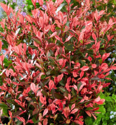 Okras.drev.-Photinia Little Fenna 2,5L