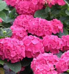 Okras.Kvet.-Hydrangea kalolist� Red Baron
