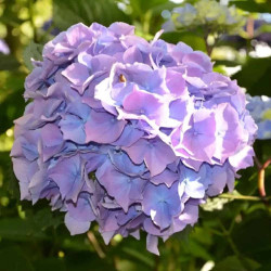 Okras.Kvet.-Hydrangea kalolist� Yola