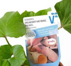 Planta Pomea batatas Orange 12cm Erato