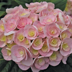 Okras.Kvet.-Hydrangea kalolist� Love