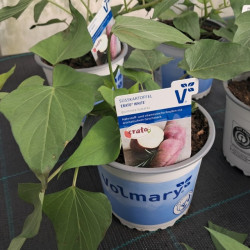 Planta Pomea batatas White 12cm Erato