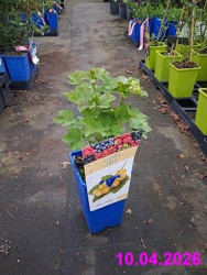 Okras.drev.-Ovocie R�bezlie biele Werdavia 1,6L