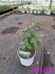 Planta Bazalka vytrval� MagicWhite  12cm