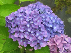 Okras.Kvet.-Hydrangea kalolist� Yola
