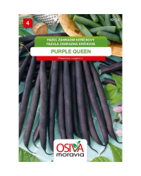 Fazula Purple Queen kr��.fial.lusky SMor