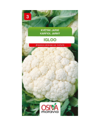 Karfiol Igloo jarn� SMor
