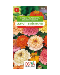 Zinia ponpon.Liliput zmes 50cm SMor