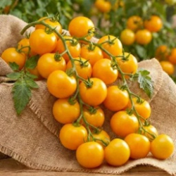 Planta raj�iak Golden Konigin - kol�kov�