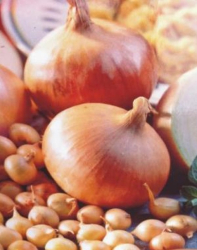 Cibula 0,5kg Ozimn 8-21 SensYellow Simo