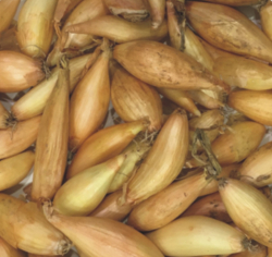 Cibula 0,25kg lt Sonkahagyma Bamberger