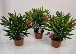 Okras.drev.-Oleander/Nerium 13cm mix