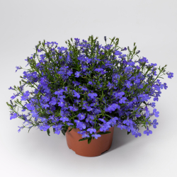 Okras.Kvet.-Lobelka 10,5cm