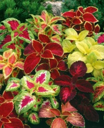Okras.Kvet.-Coleus 6-pack mix