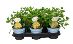 Okras.Kvet.-M�ta �picat� Marock� 14cm