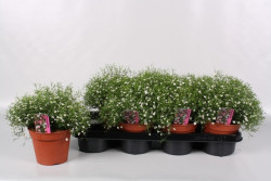 Okras.Kvet.-Gypsophila White 14cm