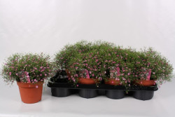 Okras.Kvet.-Gypsophila Gypsy pink 14cm ru�ov�