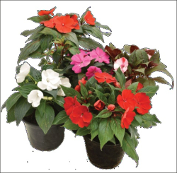 Okras.Kvet.-Impatiens mix 13cm