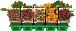 Okras.Kvet.-Gaillardia mix farieb 11xm